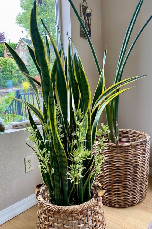 What is the feng shui meaning of a snake plant flower