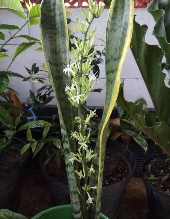 Do snake plants flower? A rare bloom hides a secret