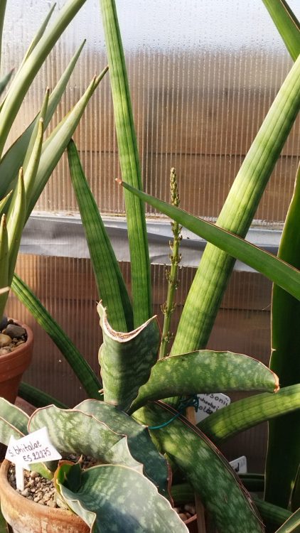 Snake Plant Flowers: Good or Bad?