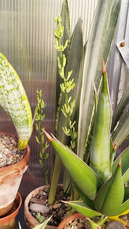 Do Snake Plants Flower When Stressed?
