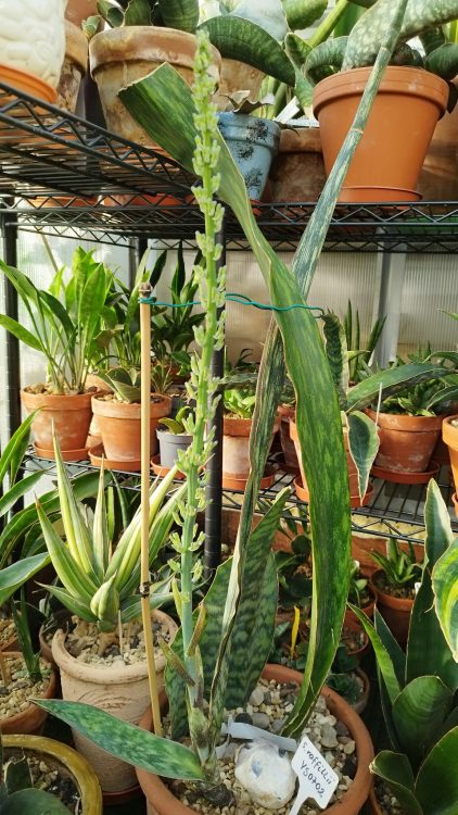 Do Snake Plants Flower When Stressed?