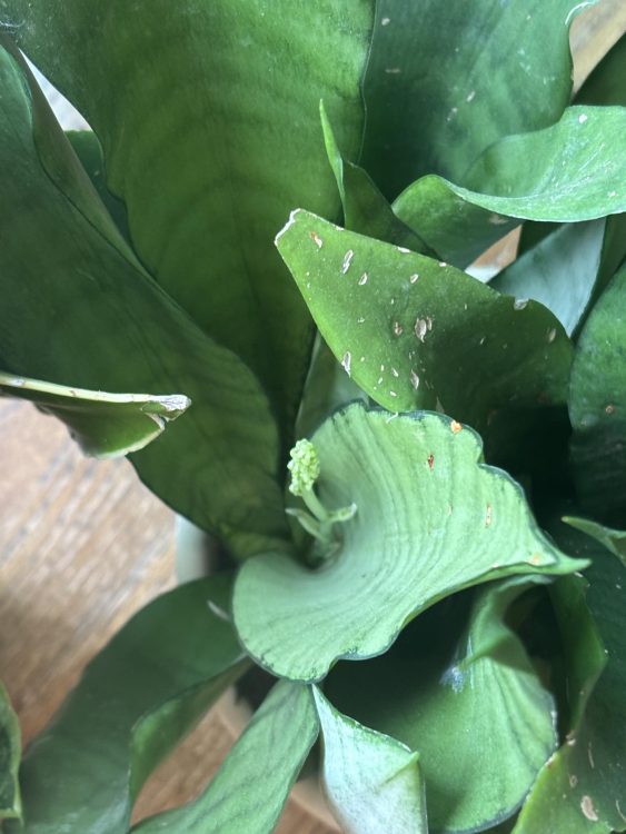 Do Snake Plants Flower When Stressed?