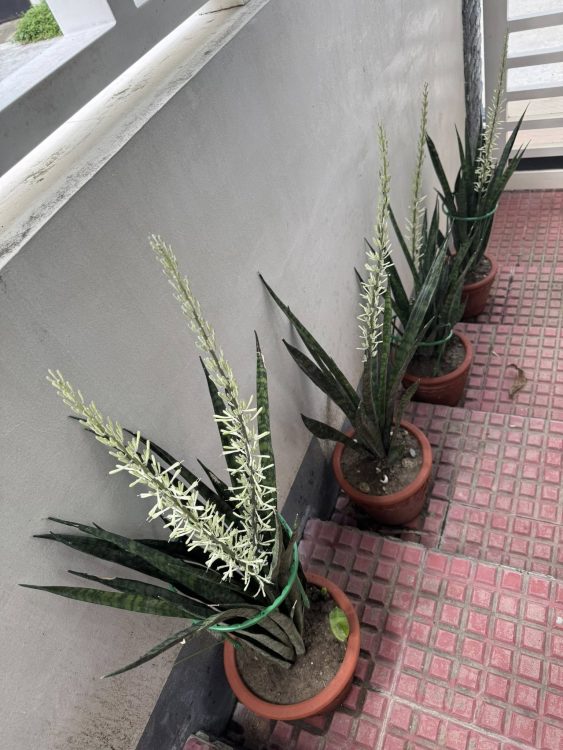 Do Snake Plants Flower When Stressed?