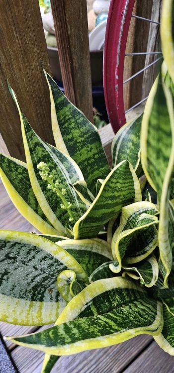 Do Snake Plants Flower When Stressed?