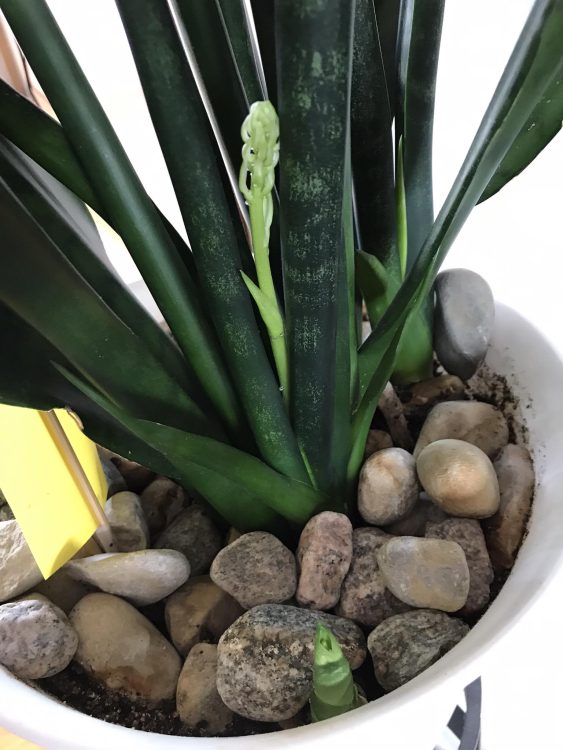 Can snake plants flower?