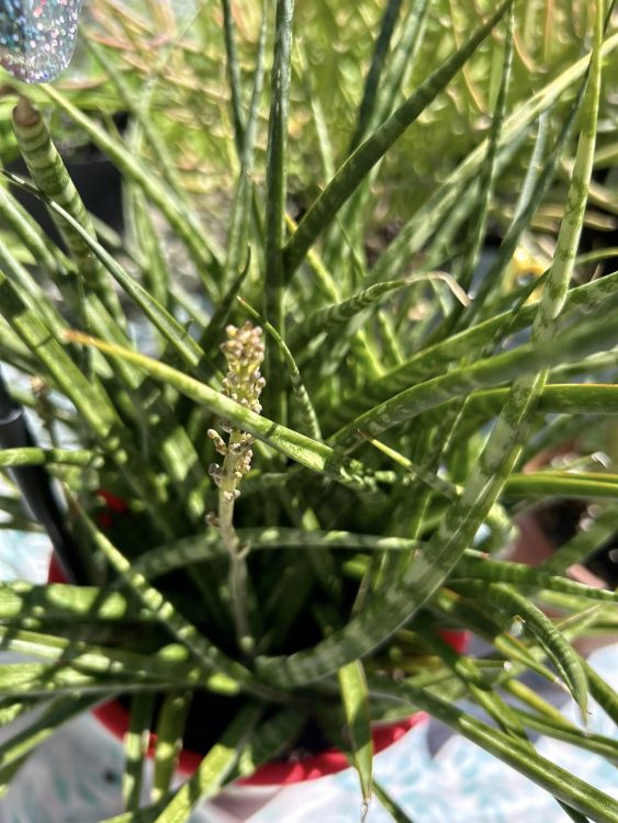 Can snake plants flower?