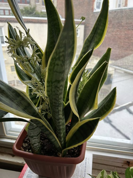 Can snake plants flower?