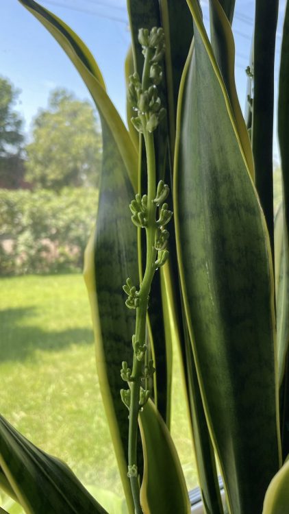 Do snake plants flower? A rare bloom hides a secret