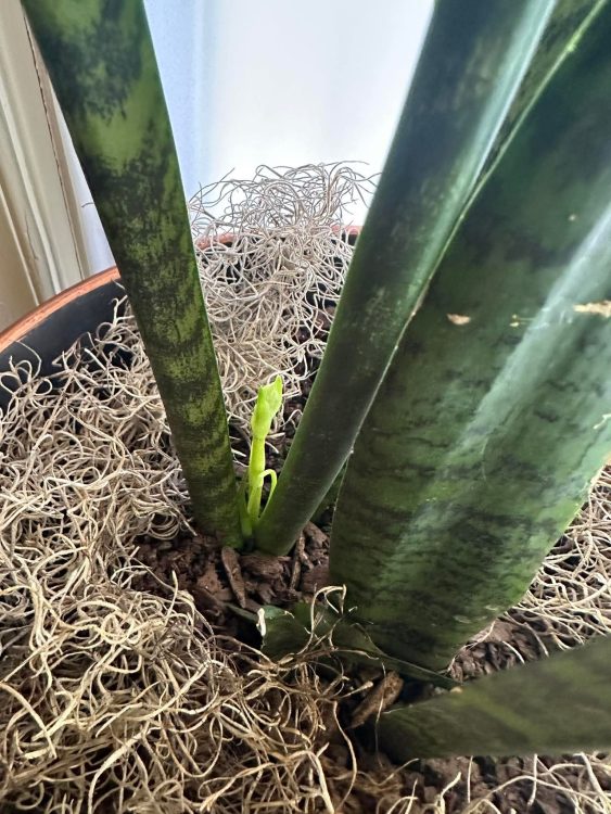 Do snake plants flower? A rare bloom hides a secret