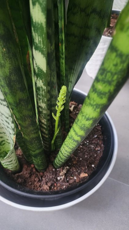 Are Snake Plant Flowers Rare?