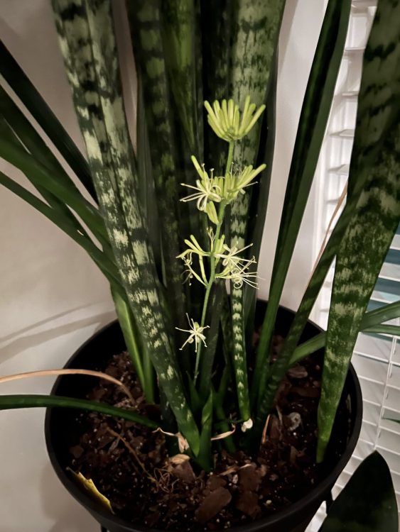 Are Snake Plant Flowers Rare?