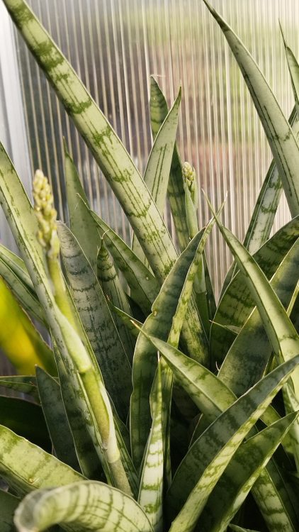 Are Snake Plant Flowers Rare?
