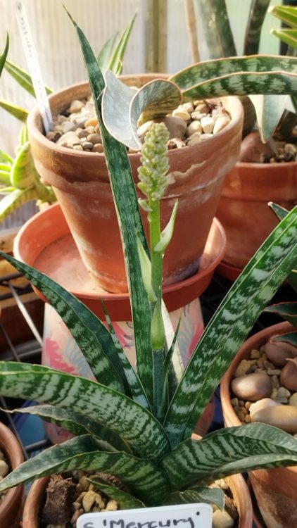 Snake Plant Flowers: Good or Bad?