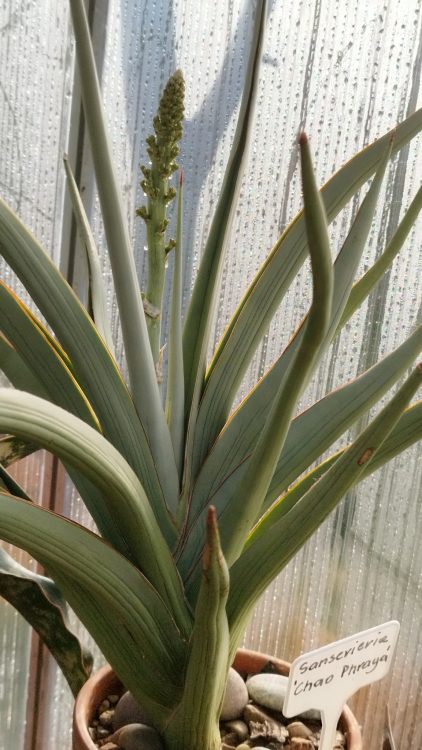 Snake Plant Flowers: Good or Bad?