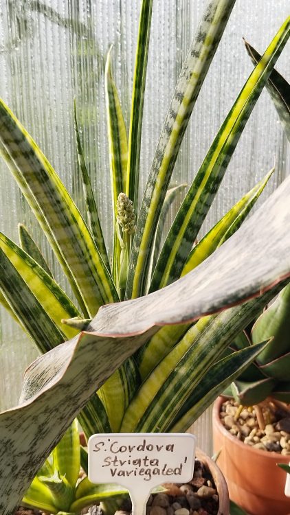 Snake Plant Flowers: Good or Bad?