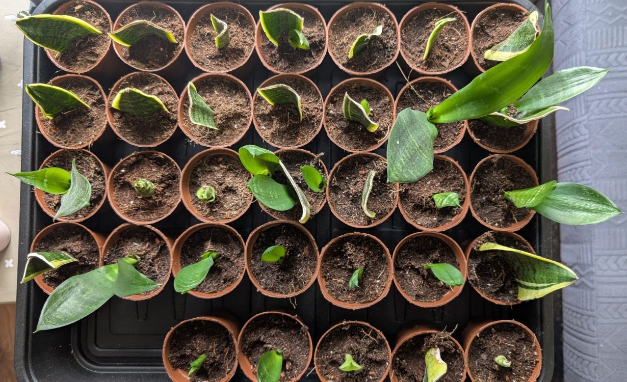 snake plant grow in soil