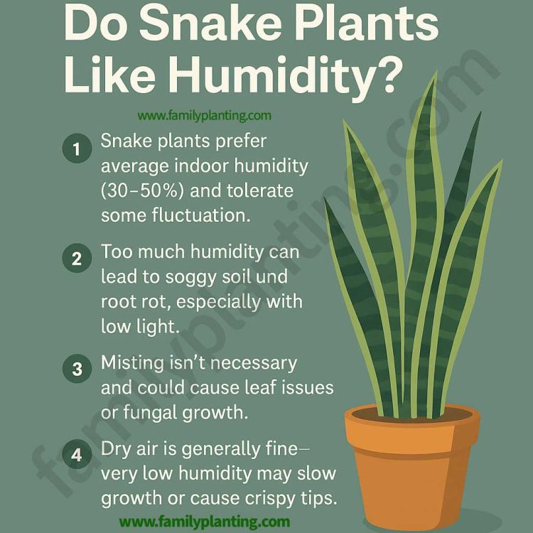 Do Snake Plants Like Humidity?