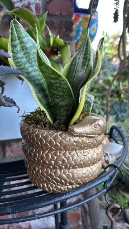 Creative Snake Plant Pot Ideas to Brighten Your Space