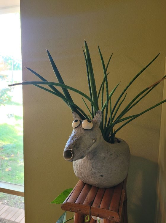 Creative Snake Plant Pot Ideas to Brighten Your Space