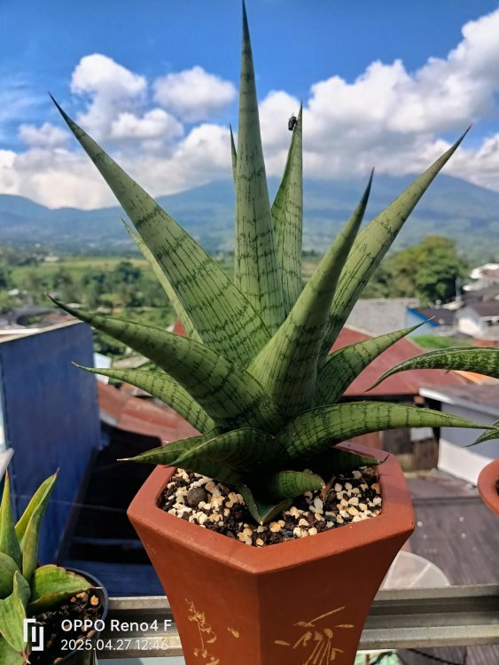 snake plant pots 2