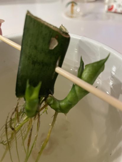Can You Propagate a Snake Plant in Water?