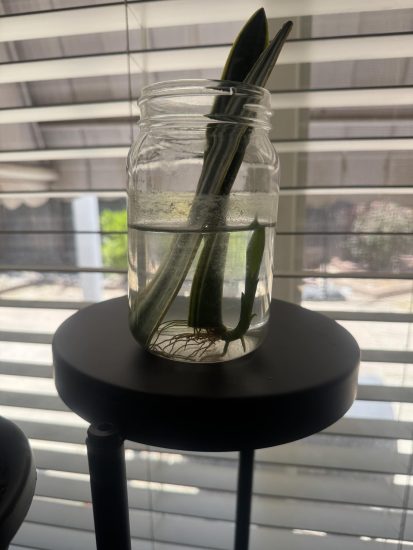 Can You Propagate a Snake Plant in Water?