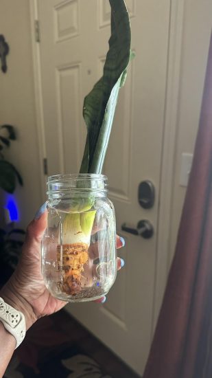 Can You Propagate a Snake Plant in Water?