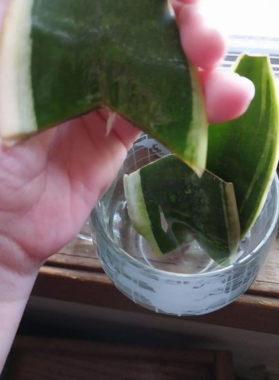 Can You Propagate a Snake Plant in Water?