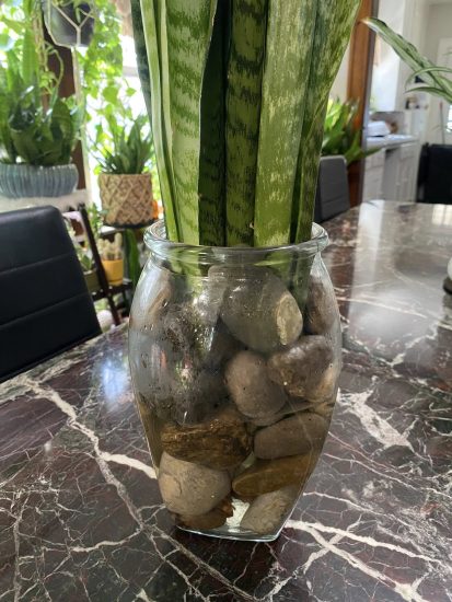 Can You Propagate a Snake Plant in Water?