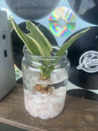 Can You Propagate a Snake Plant in Water?