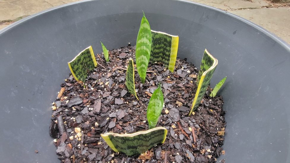 snakeplant soil propagation
